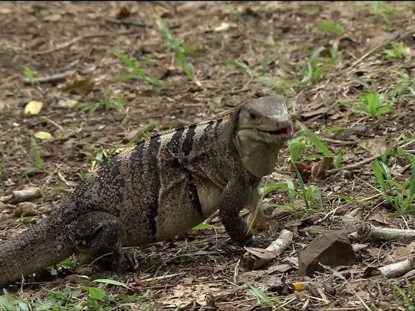 Wild Menu - Dining Companions