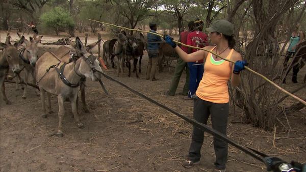 The Amazing Race - Be Safe and Don't Hit a Cow