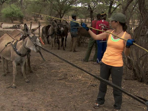 The Amazing Race - Be Safe and Don't Hit a Cow
