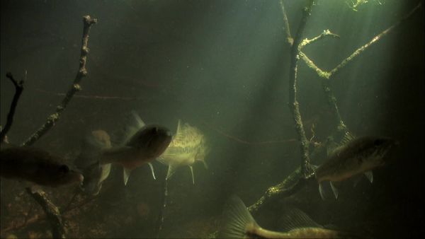 Waterlife - The Quiet Flow