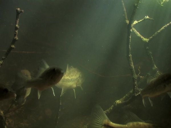 Waterlife - The Quiet Flow