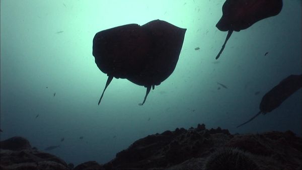 Waterlife - Under the Sea