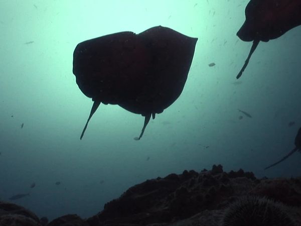 Waterlife - Under the Sea