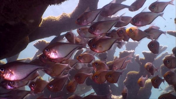 Waterlife - The Underwater City