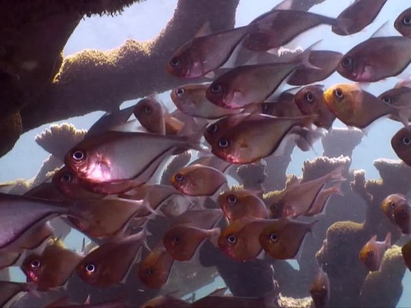 Waterlife - The Underwater City
