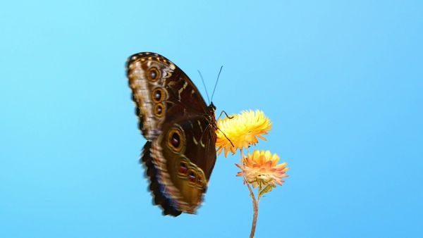 History Erased CA - Bees, Bugs & Spiders
