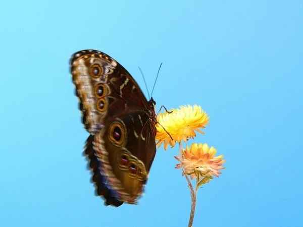 History Erased CA - Bees, Bugs & Spiders