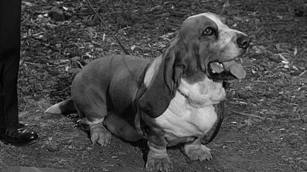 Petticoat Junction - Dog Days At Shady Rest
