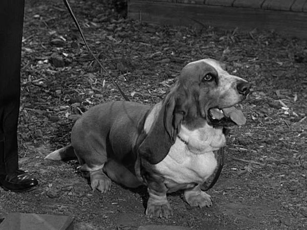 Petticoat Junction - Dog Days At Shady Rest