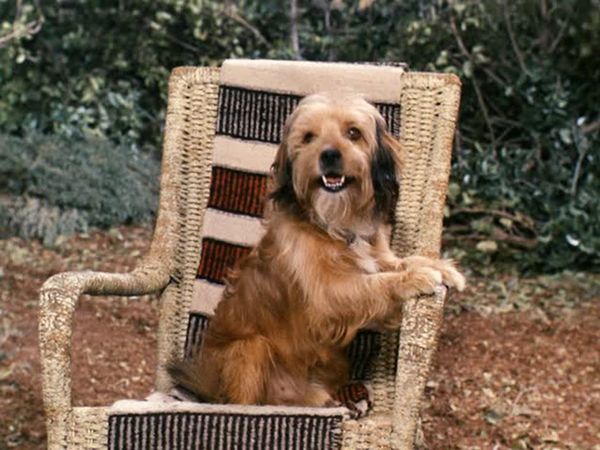 Petticoat Junction - Twenty-Five Years Too Late