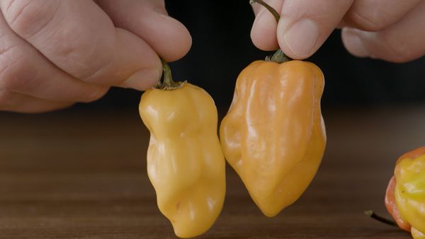 America's Test Kitchen Presents - Spice It Up