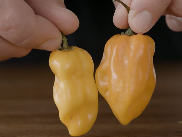 America's Test Kitchen Presents - Spice It Up