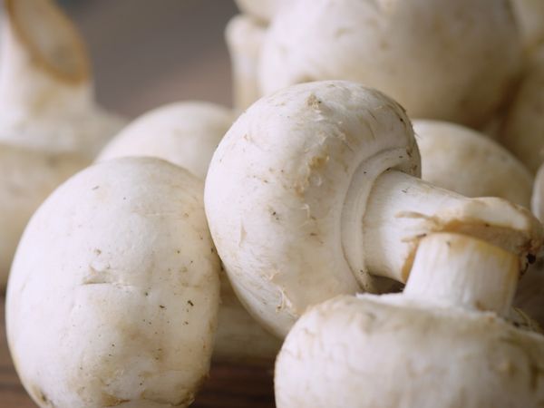 America's Test Kitchen Presents - All About The Fungi