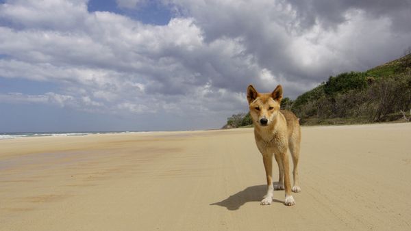 Îles cachées d'Australie - L'île Fraser