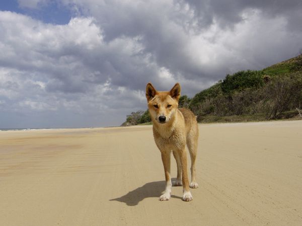 Îles cachées d'Australie - L'île Fraser