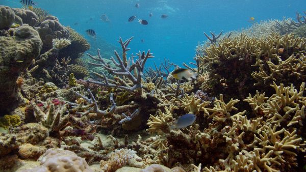 Îles cachées d'Australie - L'île Lady Elliot