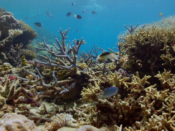 Îles cachées d'Australie - L'île Lady Elliot