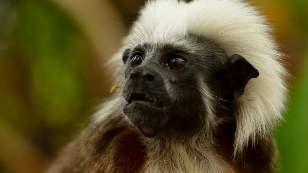 Nature sauvage : Colombie - Trouver une famille