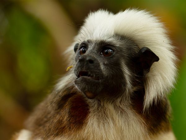 Nature sauvage : Colombie - Trouver une famille