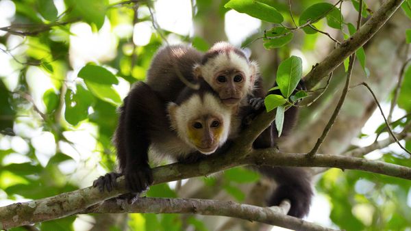 Nature sauvage : Colombie - Histoire de capucins