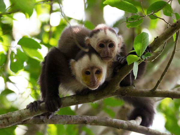 Nature sauvage : Colombie - Histoire de capucins