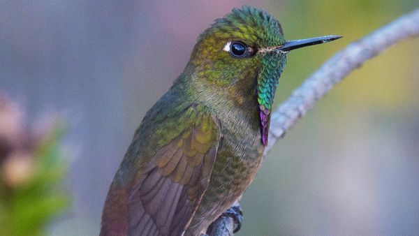 Nature sauvage : Colombie - La quête du colibri