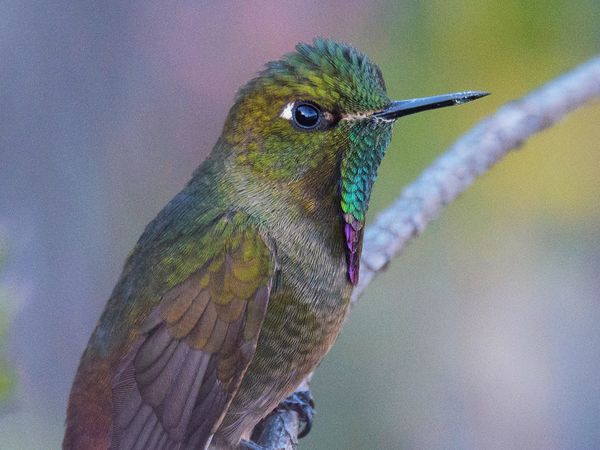 Nature sauvage : Colombie - La quête du colibri