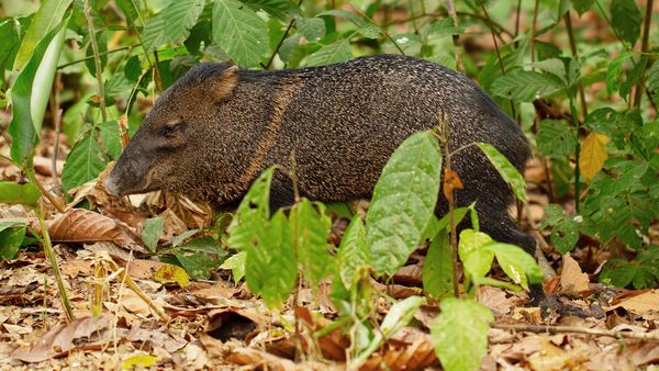 Nature sauvage : Colombie - Romeo et Julieta