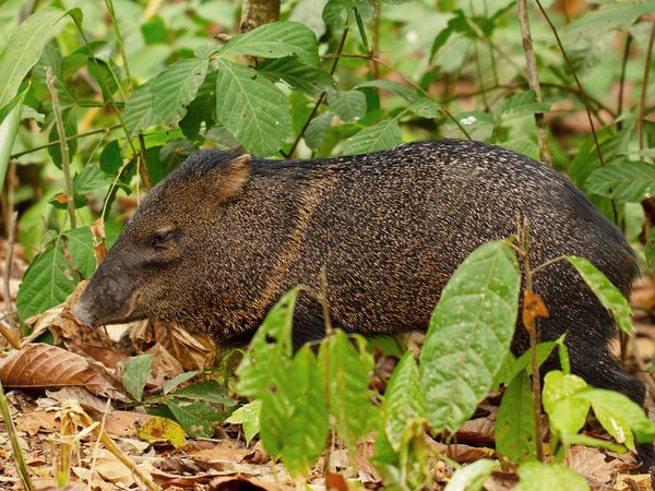 Nature sauvage : Colombie - Romeo et Julieta