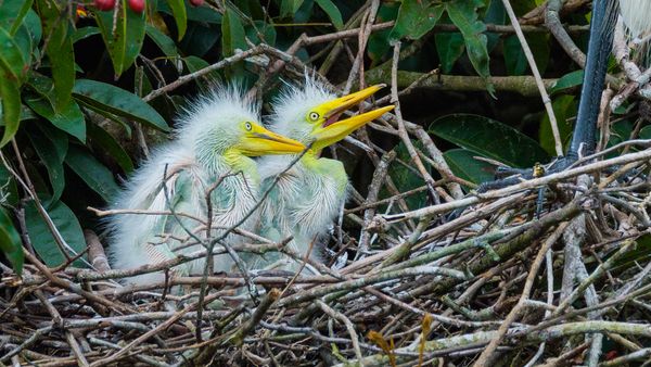 Nature sauvage : Colombie - Guerriers des Llanos
