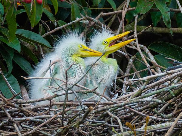 Nature sauvage : Colombie - Guerriers des Llanos
