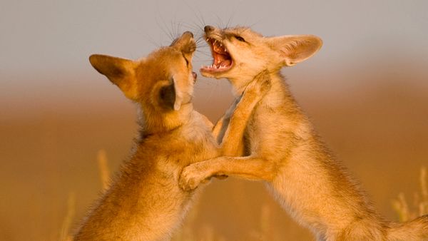 Nature sauvage : Inde - Jeunes dans le désert