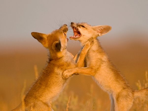 Nature sauvage : Inde - Jeunes dans le désert