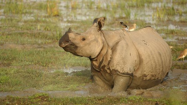 Nature sauvage : Inde - Le pays des rhinos secrets