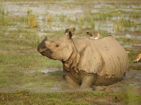 Nature sauvage : Inde - Le pays des rhinos secrets