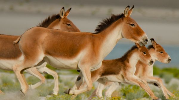 Nature sauvage : Inde - Étalons sauvages de l'Himalaya