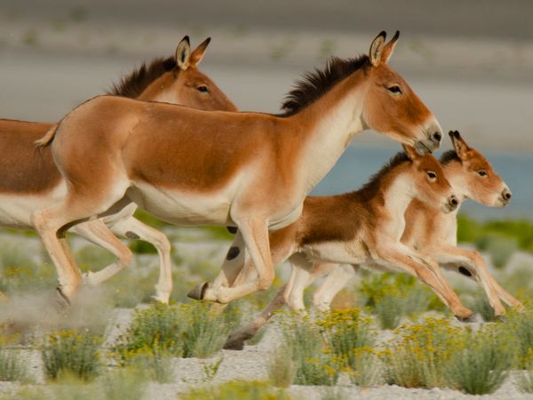 Nature sauvage : Inde - Étalons sauvages de l'Himalaya