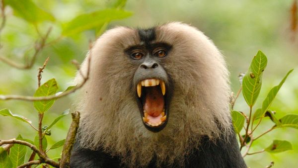 Nature sauvage : Inde - Singe en mission