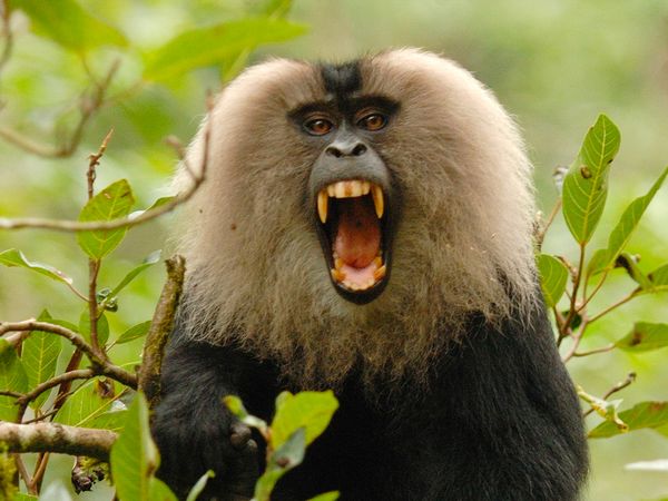 Nature sauvage : Inde - Singe en mission