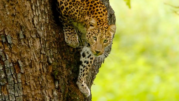Nature sauvage : Inde - Le chemin de la matriarche