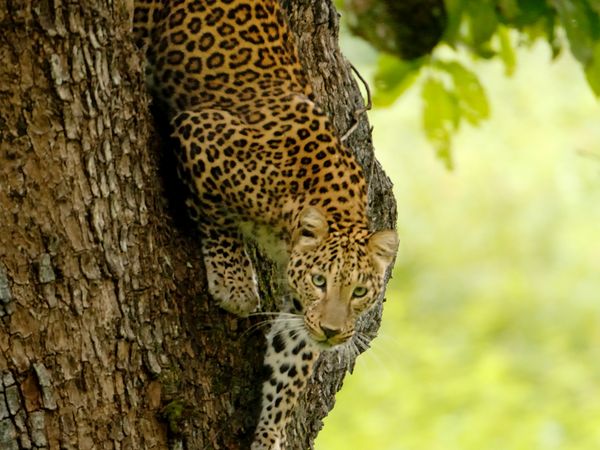 Nature sauvage : Inde - Le chemin de la matriarche