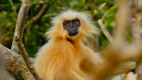 Nature sauvage : Inde - Devenir Gibbon