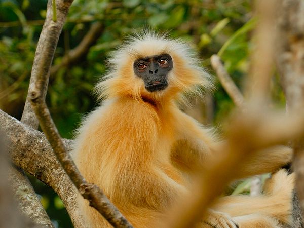 Nature sauvage : Inde - Devenir Gibbon