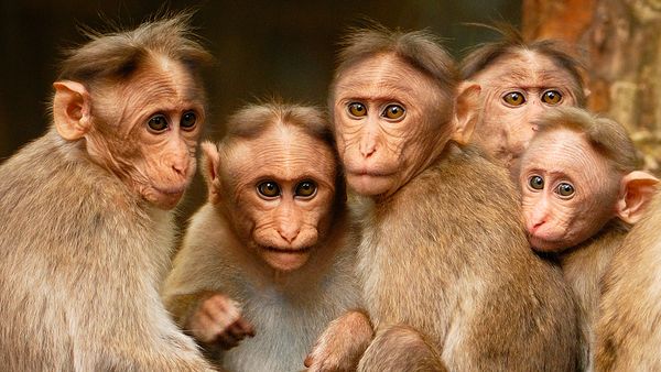 Nature sauvage : Inde - Rana : reine de la jungle