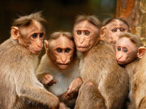 Nature sauvage : Inde - Rana : reine de la jungle