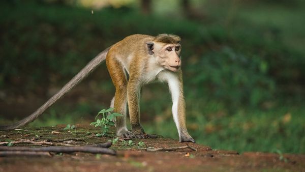 L'île aux singes - Quitter la maison
