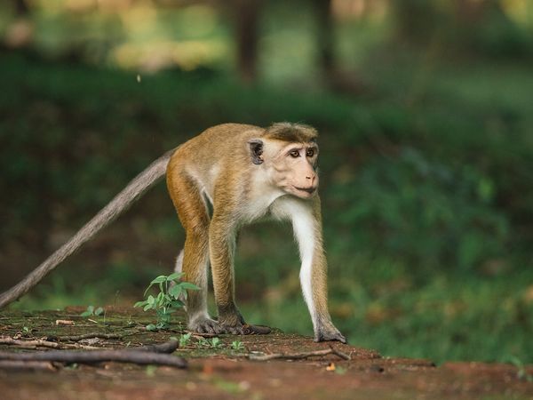 L'île aux singes - Quitter la maison
