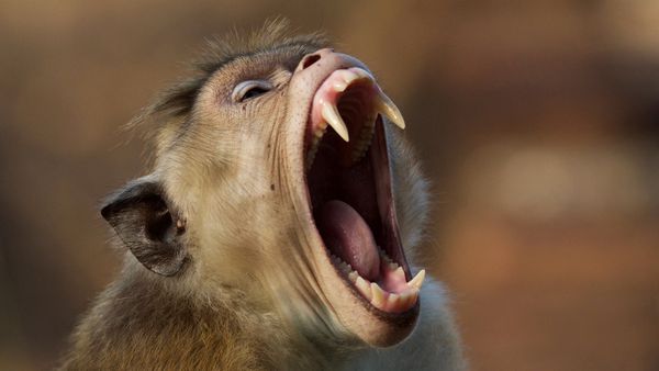 L'île aux singes - Histoire d'une mère
