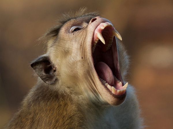 L'île aux singes - Histoire d'une mère
