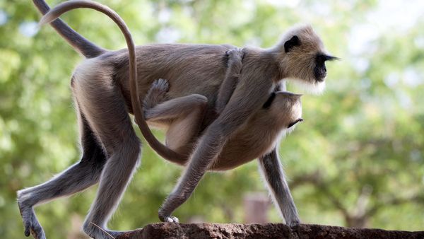 L'île aux singes - Problème au paradis